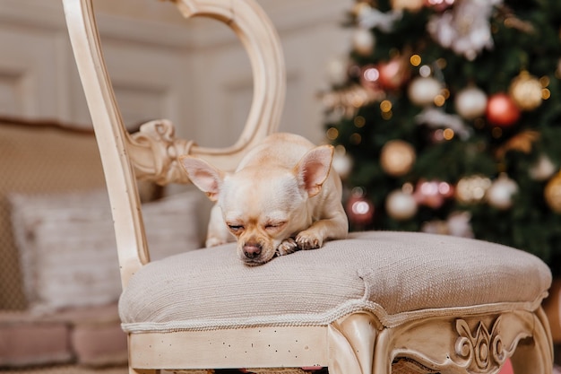 Happy New Year, Christmas holidays and celebration.  Dog (pet) near the Christmas tree.