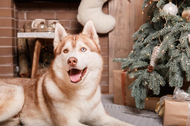 明けましておめでとうございます、クリスマス休暇とお祝い。クリスマス ツリーの近くの犬 (ペット)。