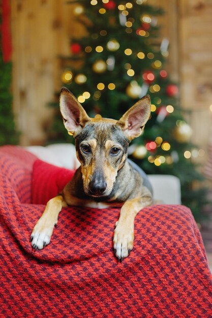Happy new year, christmas holidays and celebration. dog (pet) near the christmas tree