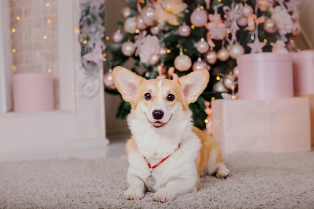 明けましておめでとうございます、クリスマス休暇とお祝い。クリスマス ツリーの近くの犬 (ペット)。