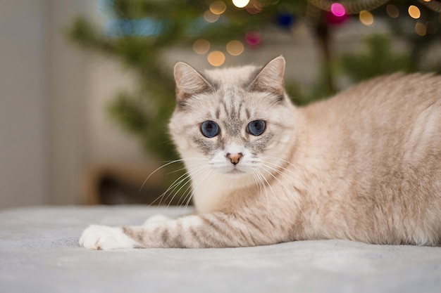 Happy New Year, Christmas holidays and celebration. Siamese cat breed portrait.