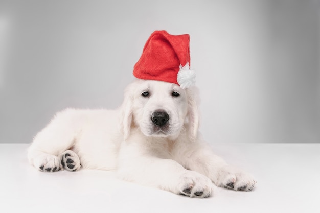 Happy New Year. English cream golden retriever. Cute playful doggy or pet looks cute on white wall. Concept of motion, action, movement, dogs and pets love. Wearing Santa's clothes for 2020.