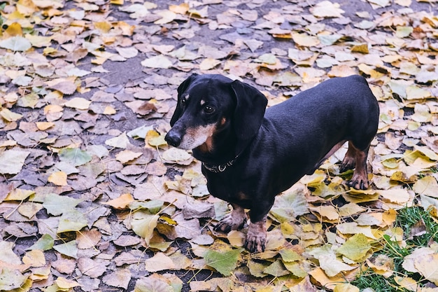 Happy old black-brown dachshund portrait. Dachshund breed, sausage dog, Dachshund on a walk in autumn yellow dried leaves.