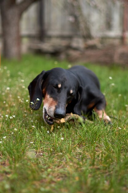 Happy old black-brown dachshund portrait. Dachshund breed, sausage dog, Dachshund on a walk. Dog at summer background.