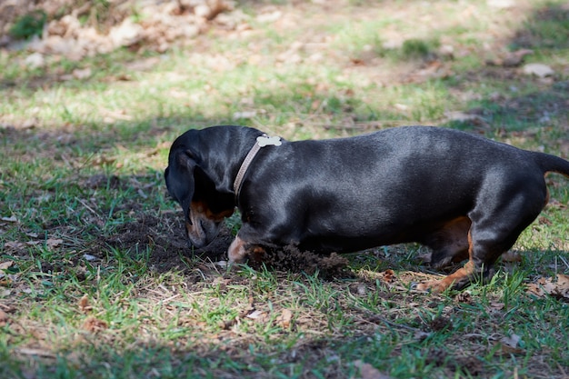 Happy old black-brown dachshund portrait. Dachshund breed, sausage dog, Dachshund on a walk.