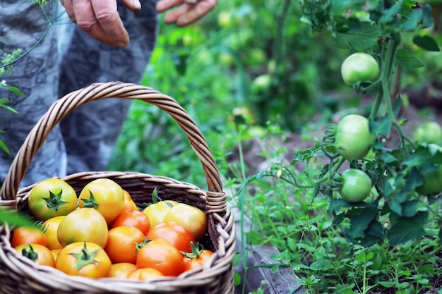 Happy organic farmer harvesting tomatoes in greenhouse
