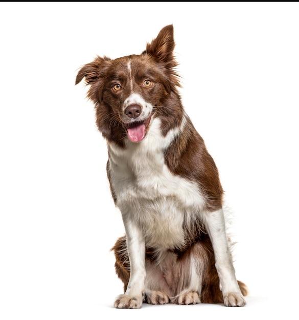 Happy panting Border Collie isolated on white