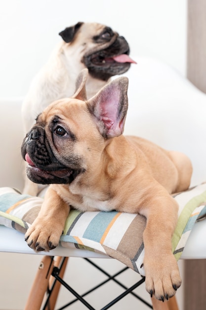 幸せなペットのパグ犬と異なる側面を見て椅子に座っているフレンチブルドッグ。犬は台所で食べ物を待っています