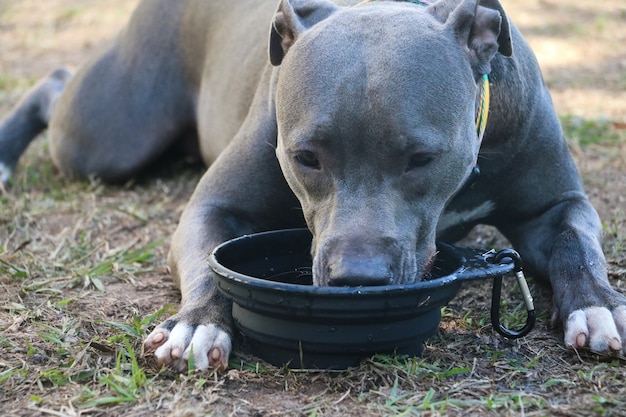 Happy Pit Bull dog drinking tap water in the park after playing. Selective focus.