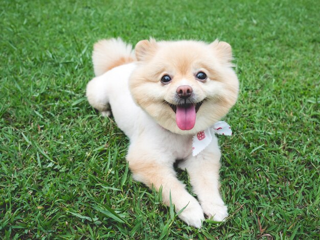 Photo happy pomeranian dog with big black eyes and brown hair relax outdoor.