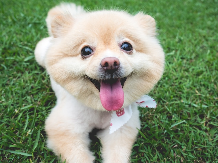 Photo 큰 검은 눈과 갈색 머리를 가진 행복 포메라니안 강아지 야외 휴식.