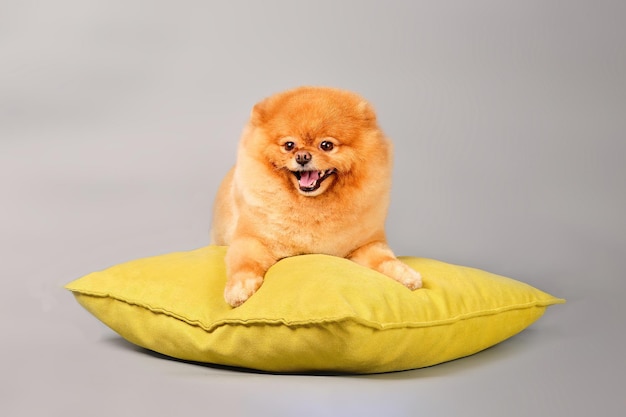 A happy pomeranian is lying on a pillow on a gray background