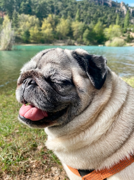 Happy pug breed dog taking a walk in the mountains and by the river