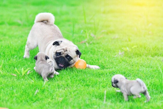 Happy pug family cute puppies pug with their mother and father holding wall in garden they waiting for owner