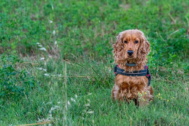 Happy puppy dog cocker spaniel in the green grass