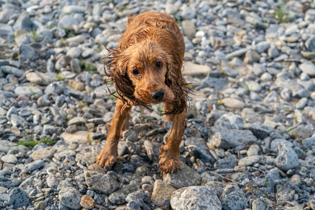 Happy puppy dog cocker spaniel in the river while stretching