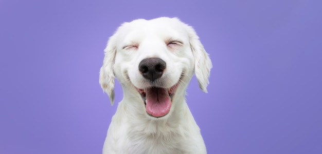 Photo happy puppy dog smiling on isolated purple background.