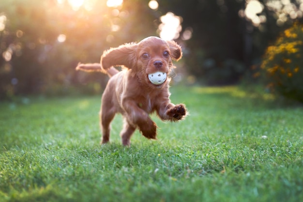 夕日の光の中でボールで遊ぶ幸せな子犬