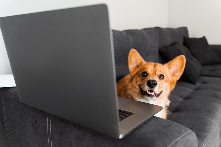Photo happy purebred corgi dog with laptop welsh corgi pembroke dog sitting with laptop creative idea with laptop for advertising working online with laptop