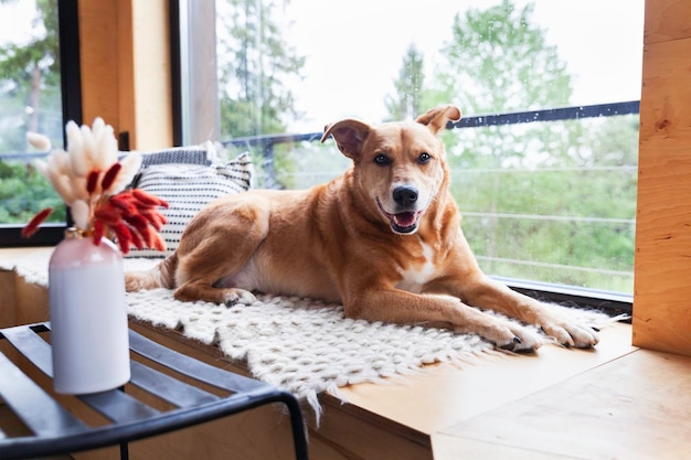 Happy red adopt dog lying on hand-made authentic wool carpet\
and pillows near panoramic window