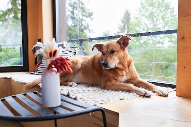 Happy red adopt dog lying on hand-made authentic wool carpet\
and pillows near panoramic window