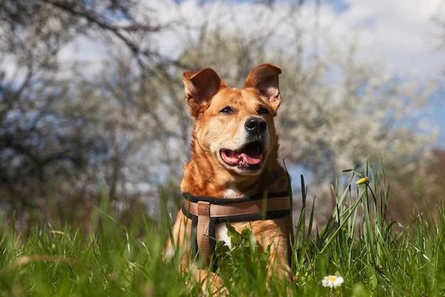 Счастливая рыжая собака смешанной породы в упряжке отдыхает на траве с весенними цветами