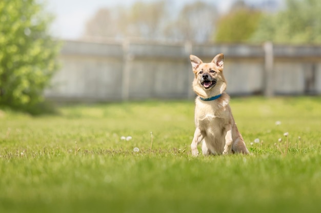 緑の草の上に座っている幸せな赤い犬