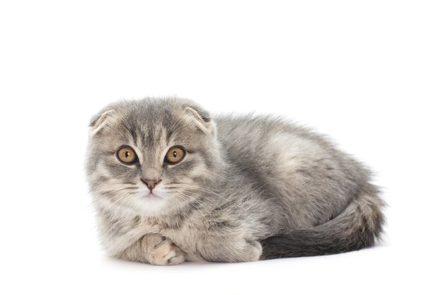 Happy Scottish kitten looking at camera. isolated on white background