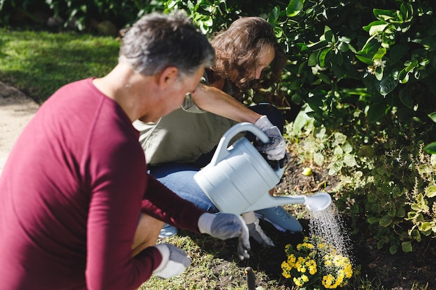 幸せな年配の白人カップルが日当たりの良い庭で一緒にガーデニングします。健康的な退職後のライフスタイル、家で時間を過ごす。