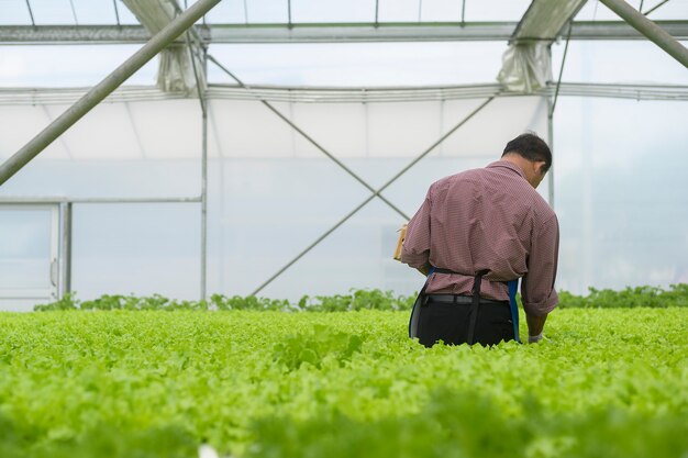 A happy senior farmer working in hydroponic greenhouse farm, clean food and healthy eating concept