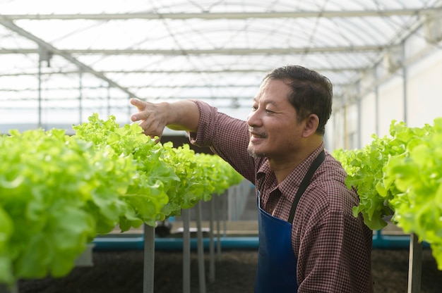 수경 온실 농장에서 일하는 행복한 노년 농부, 깨끗한 음식, 건강한 식생활 개념