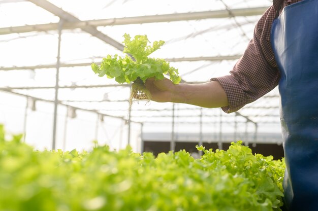 水耕温室農場、きれいな食べ物と健康的な食事の概念で働く幸せなシニア農家