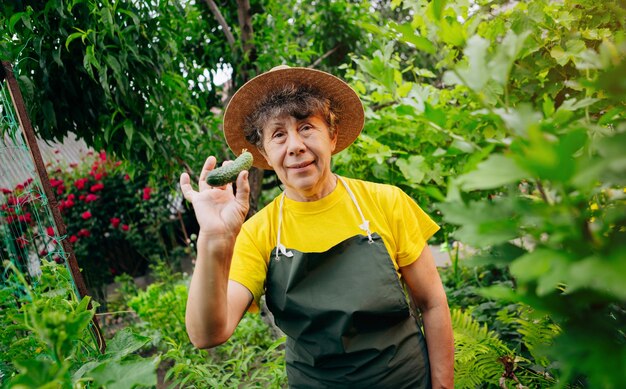 Happy Senior woman farmer in a hat works in small agricultural farm and grows cucumbers Concept of a small agribusiness and work at retirement age