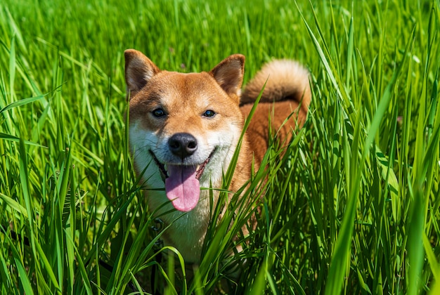 Happy shiba inu dog. Red-haired Japanese dog smile portrait.