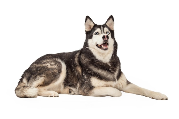 Happy Siberian Husky Laying