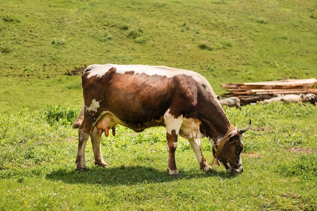 Happy single cow on a meadow on a bright and sunny day