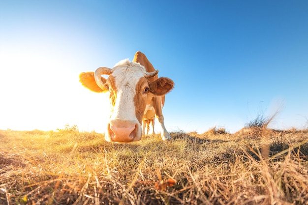 Happy single cow in the meadow during summer sunset Grazing cows on agricultural land