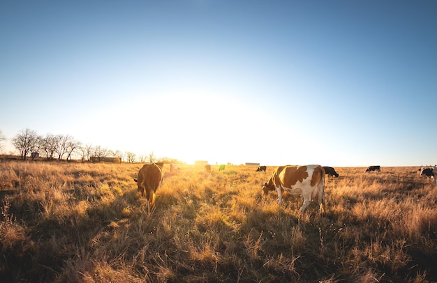 Happy single cow in the meadow during summer sunset Grazing cows on agricultural land