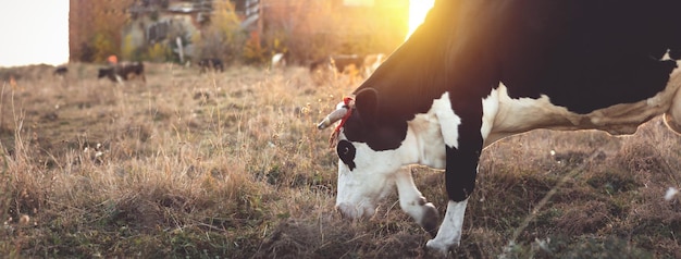 Happy single cow in the meadow during summer sunset Grazing cows on agricultural land