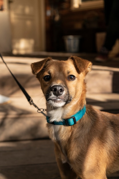 Happy small dog on the veranda of a country house, autumn theme. warm shade. copyspace