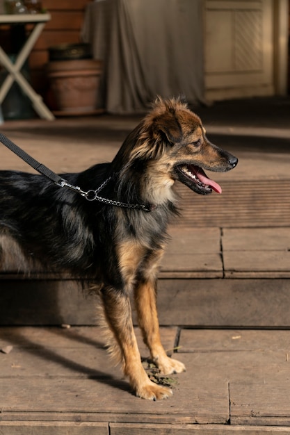 Happy small dog on the veranda of a country house autumn theme warm shade copyspace