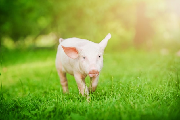 Happy small pig running over a green field Funny animals emotions