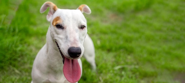 緑豊かな公園でジャック ラッセル子犬犬の幸せな笑顔