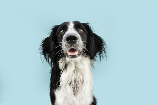 Happy smiling border collie dog looking at camera. Isolated on blue colored surface