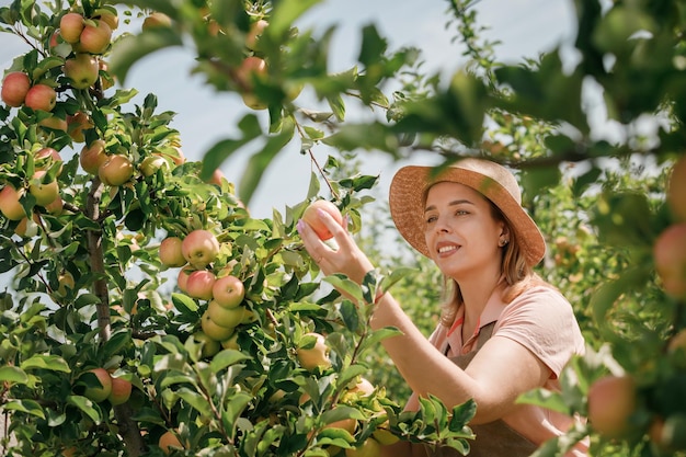 Happy smiling female farmer worker crop picking fresh ripe apples in orchard garden during autumn harvest Harvesting time