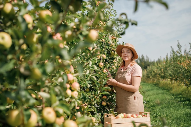 Happy smiling female farmer worker crop picking fresh ripe\
apples in orchard garden during autumn harvest harvesting time