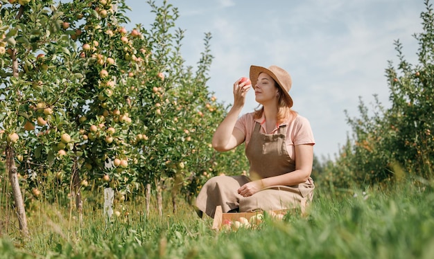 Happy smiling female farmer worker crop picking and smelling fresh ripe apples in orchard garden during autumn harvest Harvesting time