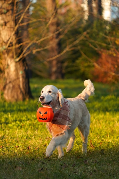 Happy and smiling golden retriever in a checkered scarf with jack o lantern