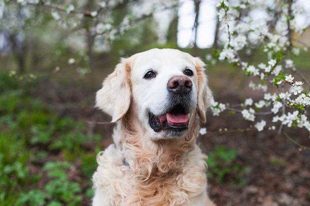 Happy smiling golden retriever puppy dog near tree with white flowers