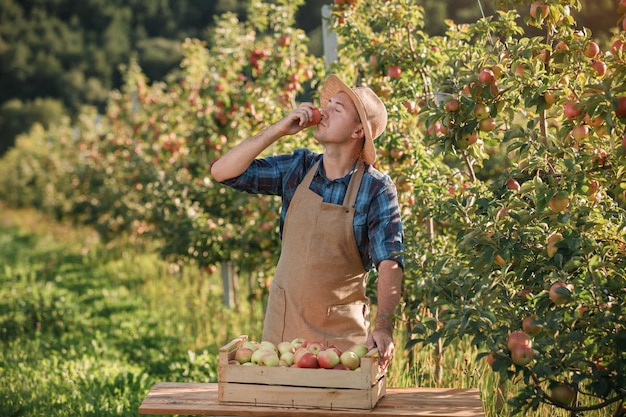 秋の収穫時に果樹園で新鮮な熟したリンゴを選んで幸せな笑みを浮かべて男性農家労働者収穫時期